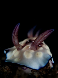 Chromodoris Hintantuensis by Charles Wright 